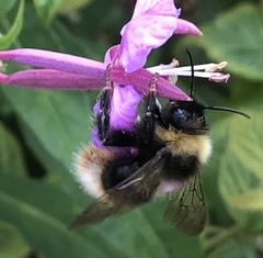 Bombus quadricolor