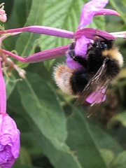 Bombus quadricolor