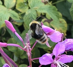 Bombus quadricolor