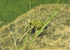 Lithobates chiricahuensis