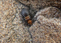 Cerastipsocus trifasciatus