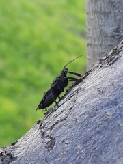 Apiomerus longispinis