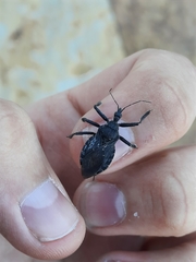 Apiomerus longispinis