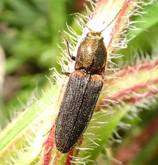 Limonius auripilis