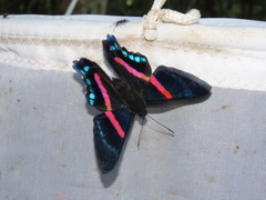 Ancyluris jurgensenii