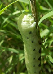 Proserpinus terlooii