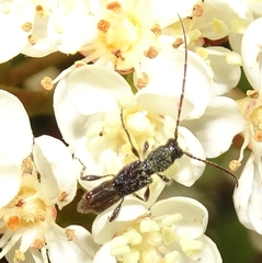 Molorchus bimaculatus