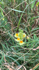 Linaria vulgaris