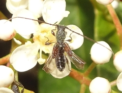 Molorchus bimaculatus