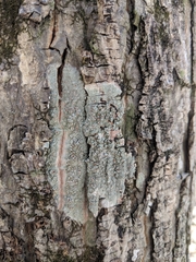 Lecanora cinereofusca