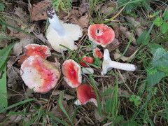 Russula luteotacta