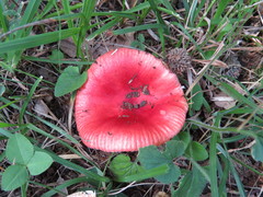 Russula luteotacta