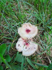 Russula luteotacta