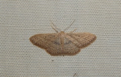 Scopula internataria