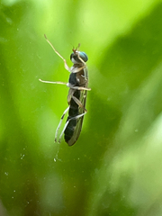 Merosargus caeruleifrons