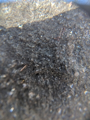 Halecania pepegospora