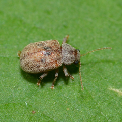 Demotina modesta