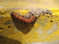 Papilio multicaudata