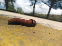 Papilio multicaudata