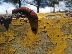 Papilio multicaudata