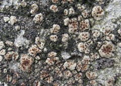 Myriospora smaragdula