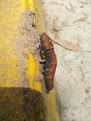 Papilio multicaudata