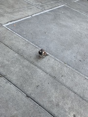 Passer domesticus
