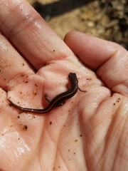 Plethodon angusticlavius