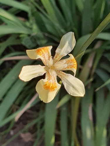 Yellow Wood Iris (Dietes flavida)