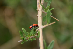Anomoea nitidicollis