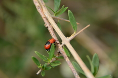 Anomoea nitidicollis