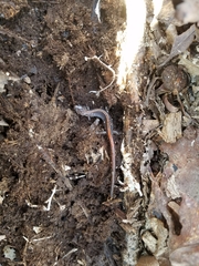 Plethodon angusticlavius