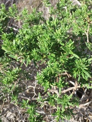 Galium catalinense acrispum