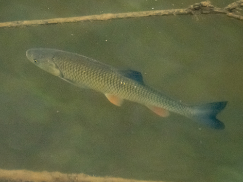 European chub