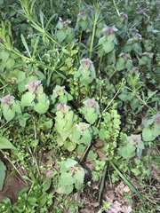 Lamium purpureum