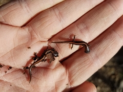 Plethodon angusticlavius