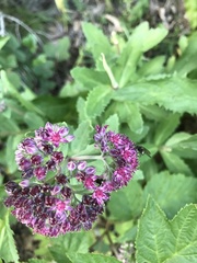 Hylotelephium telephium fabaria