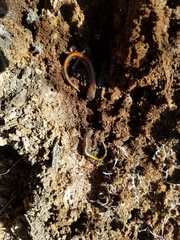 Plethodon angusticlavius