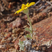 Common Woolly Sunflower - Photo (c) Steve Matson, some rights reserved (CC BY-NC), uploaded by Steve Matson