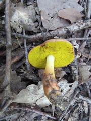 Aureoboletus gentilis