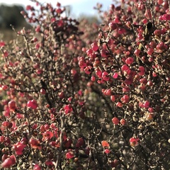 Tecticornia halocnemoides