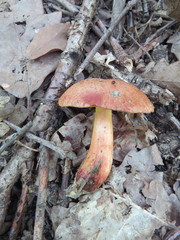 Aureoboletus gentilis