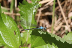 Argia apicalis