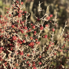 Tecticornia halocnemoides