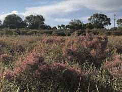 Tecticornia halocnemoides