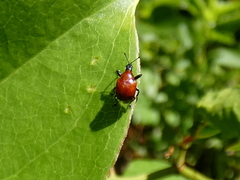 Homoeolabus analis