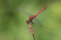 Sympetrum