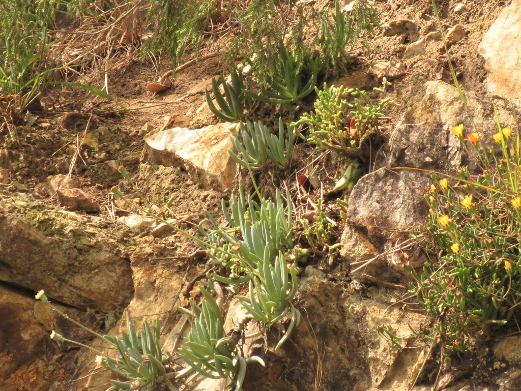 Curio talinoides var. talinoides