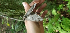 Ceratomia undulosa
