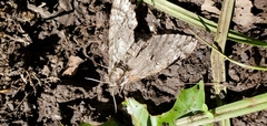 Ceratomia undulosa
